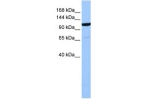 Western Blotting (WB) image for anti-Nucleoporin 155kDa (NUP155) antibody (ABIN2463582) (NUP155 anticorps)