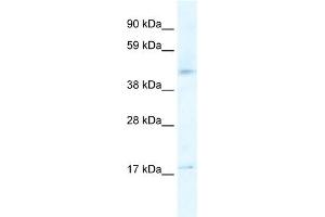 WB Suggested Anti-HTR1F Antibody Titration:  2. (HTR1F anticorps  (N-Term))