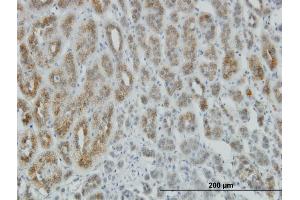 Immunoperoxidase of monoclonal antibody to AEBP1 on formalin-fixed paraffin-embedded human adrenal gland.