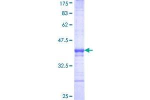 Image no. 1 for V-Maf Musculoaponeurotic Fibrosarcoma Oncogene Homolog (Avian) (MAF) (AA 304-403) protein (GST tag) (ABIN1310003)