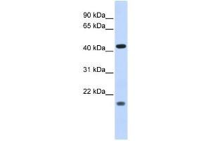 WB Suggested Anti-ING3 Antibody Titration:  0. (ING3 anticorps  (Middle Region))