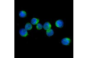 ICC/IF analysis of IL32 in Jurkat cells line, stained with DAPI (Blue) for nucleus staining and monoclonal anti-human IL32 antibody (1:100) with goat anti-mouse IgG-Alexa fluor 488 conjugate (Green).