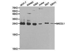 Western Blotting (WB) image for anti-MAD2 Mitotic Arrest Deficient-Like 1 (Yeast) (MAD2L1) antibody (ABIN1875409) (MAD2L1 anticorps)