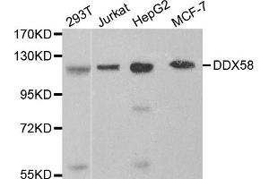 Western blot analysis of extracts of various cell lines, using DDX58 antibody (ABIN5970201) at 1/1000 dilution. (DDX58 anticorps)