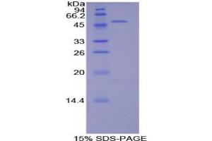 SDS-PAGE analysis of Rat PECAM1 Protein. (CD31 Protéine)