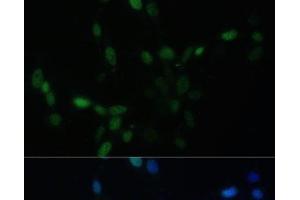 Immunofluorescence analysis of NIH/3T3 cells using SMAD9 Polyclonal Antibody at dilution of 1:100. (SMAD9 anticorps)