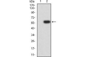 Western blot analysis using XIAP mAb against HEK293 (1) and XIAP (AA: 1-268)-hIgGFc transfected HEK293 (2) cell lysate.