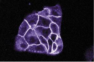 Immunofluorescence staining of MDCK cells (canine kidney, ATCC CCL-34).