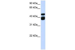 WB Suggested Anti-TBX6 Antibody Titration: 0. (T-Box 6 anticorps  (Middle Region))