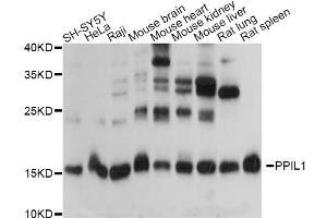 Western blot analysis of extracts of various cell lines, using PPIL1 antibody. (PPIL1 anticorps)