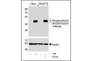 Western blot analysis of extracts from Hela cells, untreated or treated with T (200nM), and NIH/3T3 cells, untreated or treated with PDGF (100 ng/mL), using Phospho-Erk1/2(Thr202/Tyr204) Antibody (upper) or Tubulin (lower).