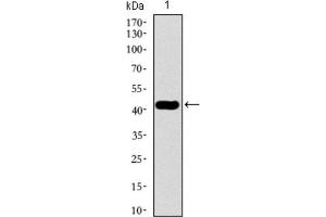 Western Blotting (WB) image for anti-Tubulin, beta 2A (TUBB2A) (AA 25-187) antibody (ABIN1846607) (TUBB2A anticorps  (AA 25-187))