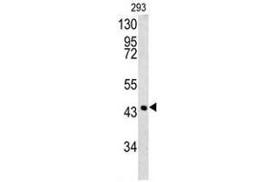 Western blot analysis of SPB3 antibody (N-term) in 293 cell line lysates (35ug/lane). (SERPINB3 anticorps  (N-Term))