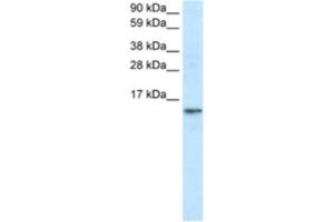 Western Blotting (WB) image for anti-Fatty Acid Binding Protein 7, Brain (FABP7) antibody (ABIN2460822) (FABP7 anticorps)
