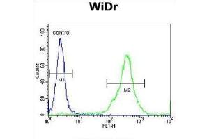 Flow Cytometry (FACS) image for anti-Family with Sequence Similarity 3, Member B (FAM3B) antibody (ABIN3002861) (FAM3B anticorps)