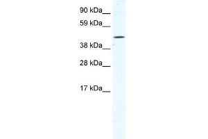 TTC19 antibody (20R-1154) used at 0. (TTC19 anticorps  (N-Term))