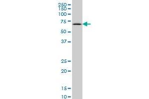 SYN1 monoclonal antibody (M06), clone 4F6 Western Blot analysis of SYN1 expression in MCF-7 . (SYN1 anticorps  (AA 362-450))