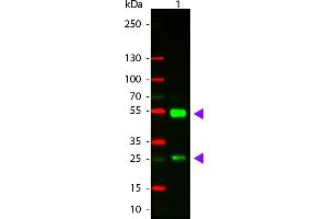 WB - Goat IgG (H&L) Antibody CY3 Conjugated Pre-Adsorbed Western Blot of Donkey anti-Goat IgG Cy3 Conjugated Antibody. (Âne anti-Chévre IgG Anticorps (Cy3) - Preadsorbed)
