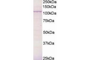 ABIN184592 (0. (BCAR3 anticorps  (C-Term))