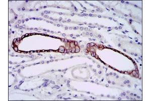 Immunohistochemistry (IHC) image for anti-BPI Fold Containing Family A, Member 2 (BPIFA2) antibody (ABIN1847198) (BPIFA2 anticorps)