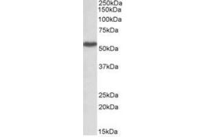 Antibody (1µg/ml) staining of Peripheral Blood Lymphocytes lysate (35µg protein in RIPA buffer). (LSP1 anticorps  (Internal Region))