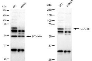 Western blotting analysis using CDC16 antibody (ABIN7798002). (Recombinant CDC16 anticorps)