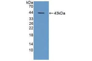 Western blot analysis of recombinant Mouse TPP1. (TPP1 anticorps  (AA 198-562))