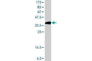 Western Blot detection against Immunogen (36.