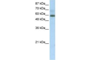 Western Blotting (WB) image for anti-Zinc Finger Protein 307 (ZKSCAN4) antibody (ABIN2461253) (ZKSCAN4 anticorps)