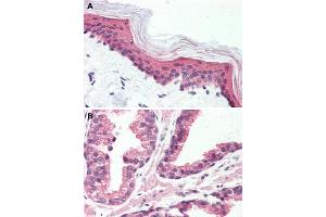 Immunohistochemical staining of human skin (A) and human prostate (B) with GPR126 polyclonal antibody . (G Protein-Coupled Receptor 126 anticorps  (N-Term))