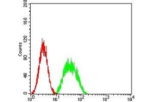 Flow cytometric analysis of SK-OV-3 cells using PAX8 mouse mAb (green) and negative control (red).