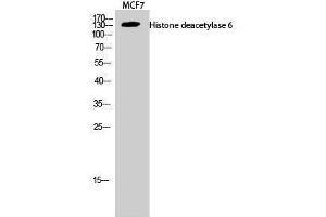 Western Blotting (WB) image for anti-Histone Deacetylase 6 (HDAC6) (C-Term) antibody (ABIN3185016) (HDAC6 anticorps  (C-Term))