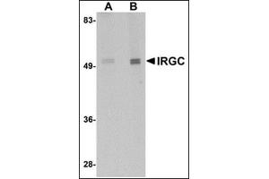 Western blot analysis of IRGC in mouse brain tissue lysate with this product at (A) 1 and (B) 2 μg/ml. (IRGC anticorps  (C-Term))