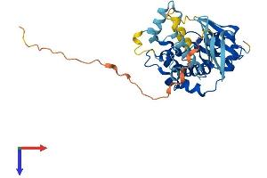 AlphaFold protein structure predicition of Human Recombinant MAP2K3 Protein, UniprotID P46734
