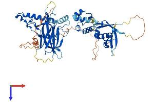 AlphaFold protein structure predicition of Human Recombinant TFCP2L1 Protein, UniprotID Q9NZI6