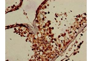 Immunohistochemistry of paraffin-embedded human testis tissue using ABIN7165899 at dilution of 1:100