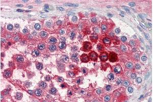 ABIN185475 (5µg/ml) staining of paraffin embedded Human Testis.
