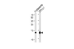Lane 1: Human placenta lysates, Lane 2: 3T3-L1 Cell lysates, probed with FABP4 (1105CT1. (FABP4 anticorps)