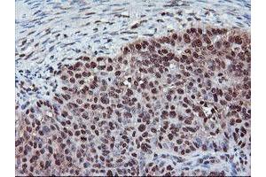 Image no. 2 for anti-Cytochrome P450, Family 2, Subfamily A, Polypeptide 6 (CYP2A6) antibody (ABIN1497724)