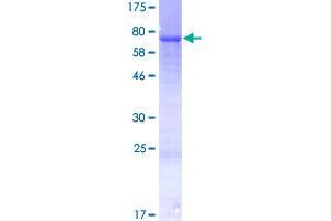 Image no. 1 for Leucine Zipper-EF-Hand Containing Transmembrane Protein 2 (LETM2) (AA 1-396) protein (GST tag) (ABIN1309317)