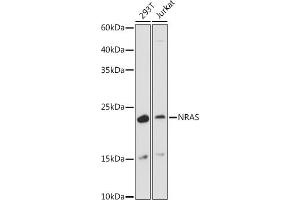 Western blot analysis of extracts of various cell lines, using NRAS antibody (ABIN7267532) at 1:1000 dilution.