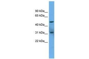 Image no. 1 for anti-Adenylate Cyclase Activating Polypeptide 1 (Pituitary) Receptor Type I (ADCYAP1R1) (AA 343-392) antibody (ABIN6746716) (ADCYAP1R1 anticorps  (AA 343-392))