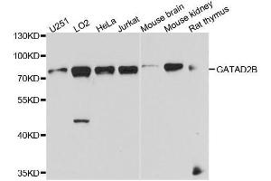 Western blot analysis of extracts of various cell lines, using GATAD2B antibody. (GATAD2B anticorps  (AA 1-120))