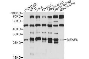 Western blot analysis of extracts of various cell lines, using MEAF6 antibody (ABIN6293312) at 1:1000 dilution. (MEAF6 anticorps)