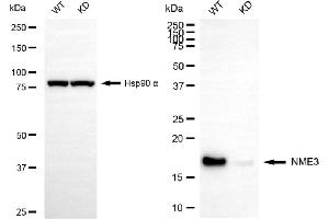 Western blotting analysis using NME3 antibody (ABIN7799612). (Recombinant NME3 anticorps)