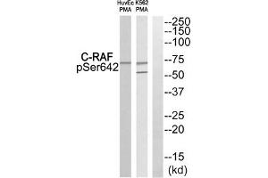 Western blot analysis of extracts from HuvEc cells and K562 cells treated with PMA using C-RAF (Phospho-Ser642) Antibody. (RAF1 anticorps  (pSer642))