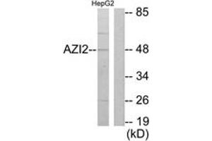 Western Blotting (WB) image for anti-5-Azacytidine Induced 2 (AZI2) (AA 10-59) antibody (ABIN2889763) (AZI2 anticorps  (AA 10-59))