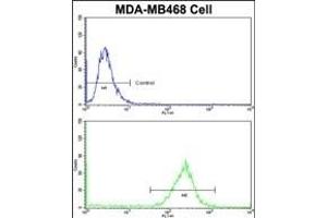 Flow cytometric analysis of MDA-M cells using PRDX3 Antibody (N-term)(bottom histogram) compared to a negative control cell (top histogram)FITC-conjugated goat-anti-rabbit secondary antibodies were used for the analysis. (Peroxiredoxin 3 anticorps  (N-Term))