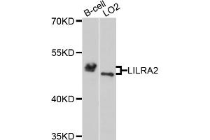 Western blot analysis of extracts of various cell lines, using LILRA2 antibody (ABIN5972530) at 1/1000 dilution. (LILRA2 anticorps)