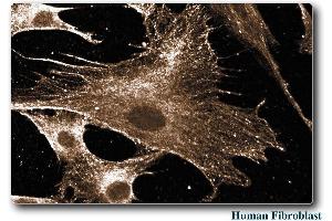 Human Fibroblast